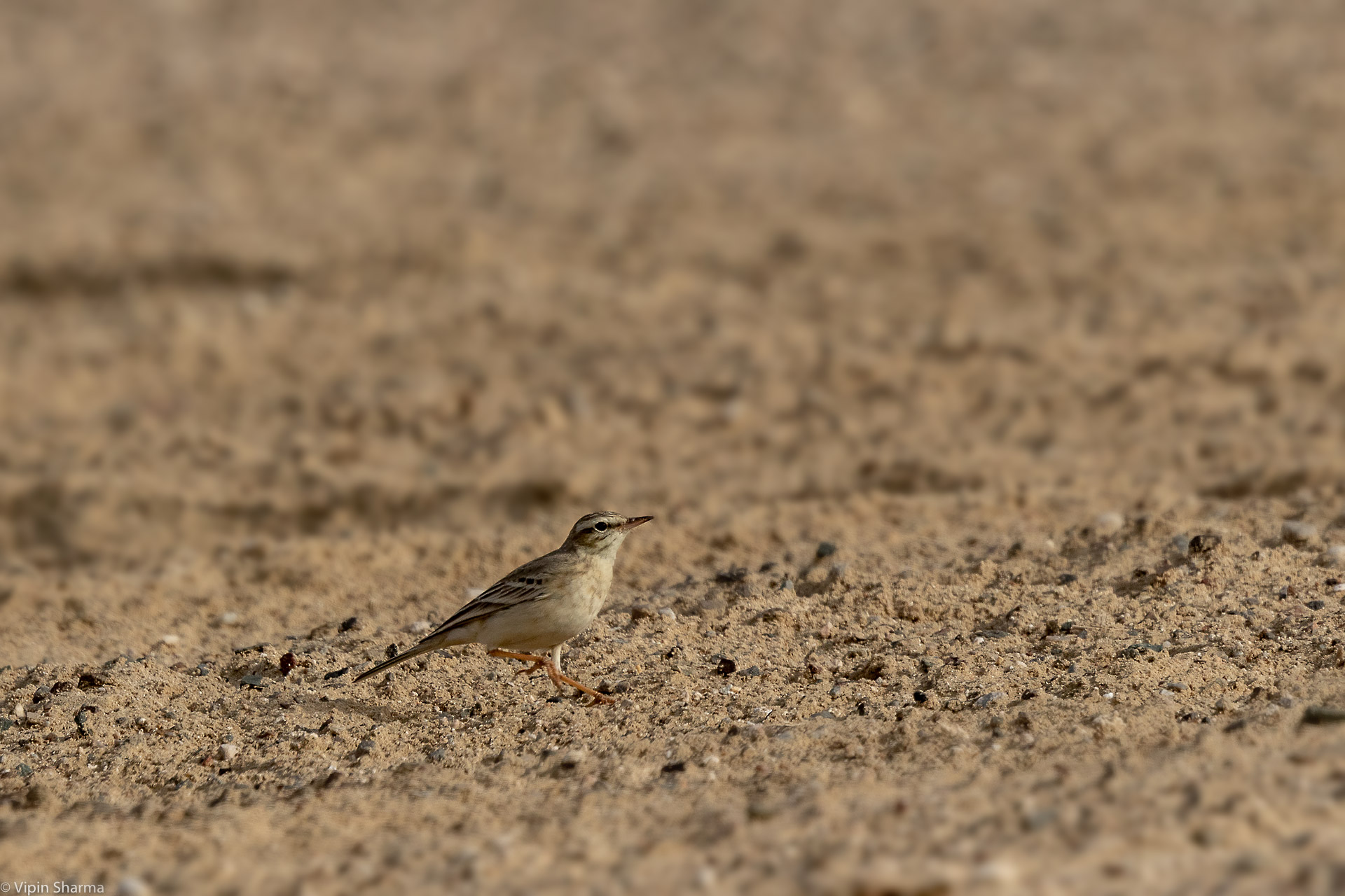 Tawny Pipit content media