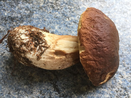 Der erste Pilz im Jahr