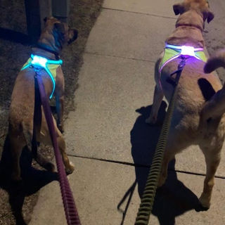 lighthound vest