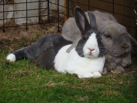 PATCH Adopted 2008