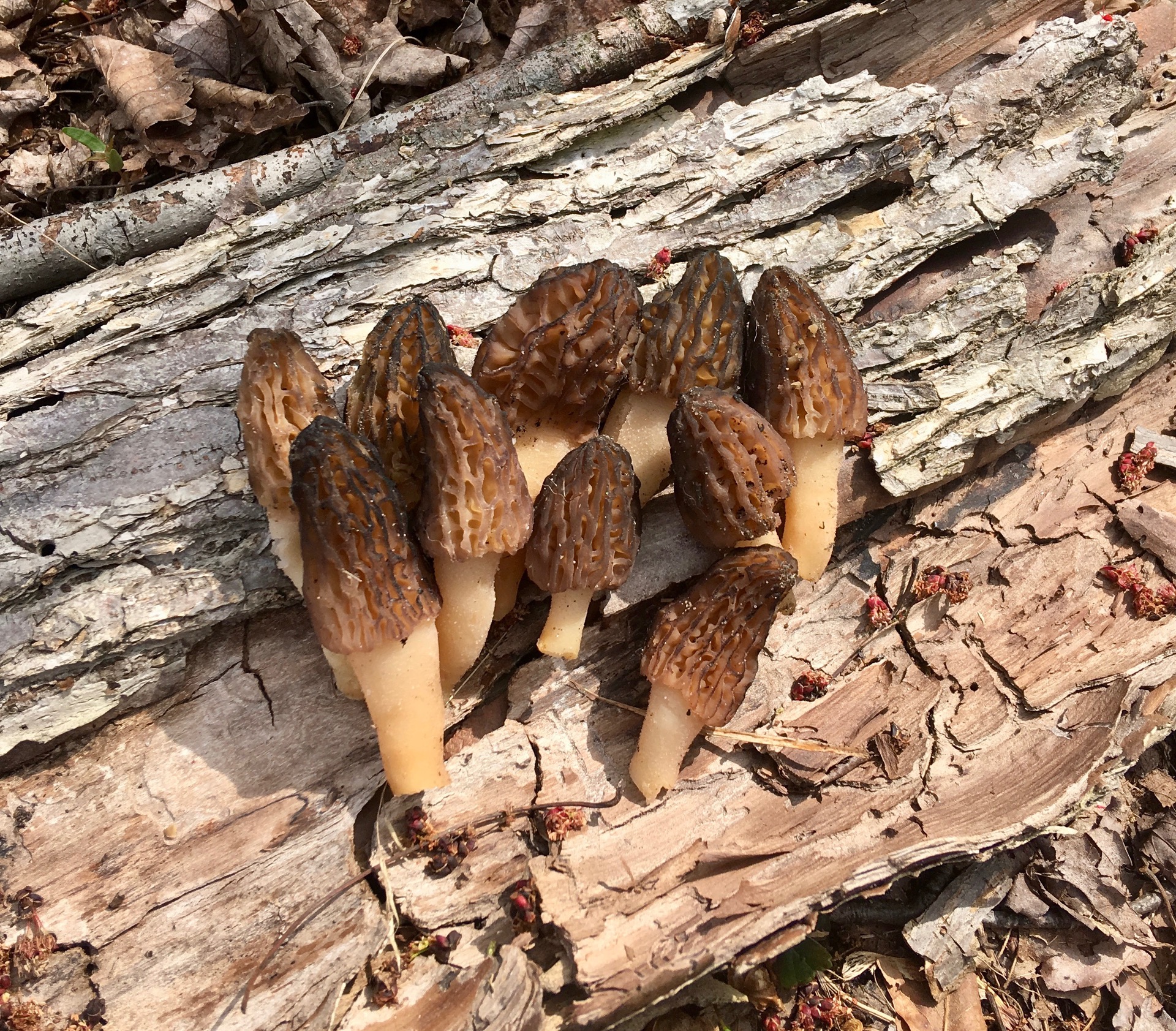 What is a Morel Mushroom? content media