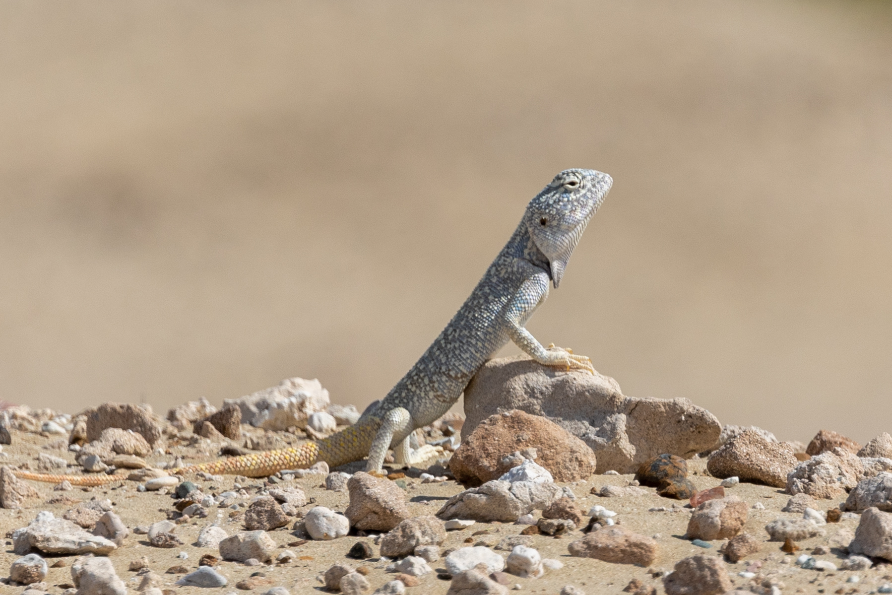 Met this Yellow Spotted Agama today content media