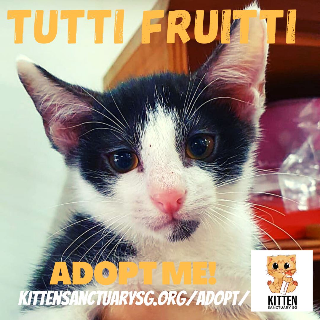 ADOPT ME! Tutti Fruitti (Kitten) content media