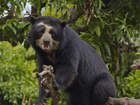 Oso andino: así se le conoce en las diversas lenguas originarias del Perú
