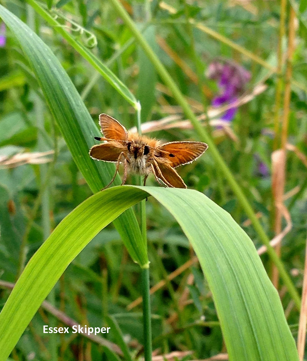 The Only Way is Essex