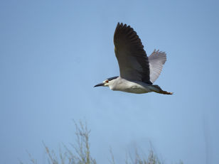 Le Bihoreau gris dans les Pyrénées-Orientales