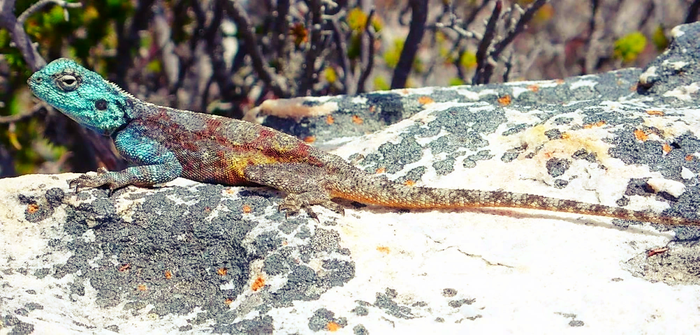 Cap de Bonne Espérance Gecko
