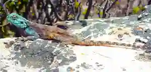 Cap de Bonne Espérance Gecko
