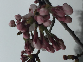 咲いています🌸