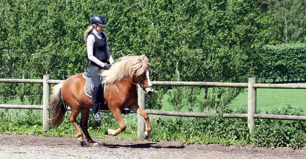 Islandsk hest i galop