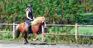 Islandsk hest i galop