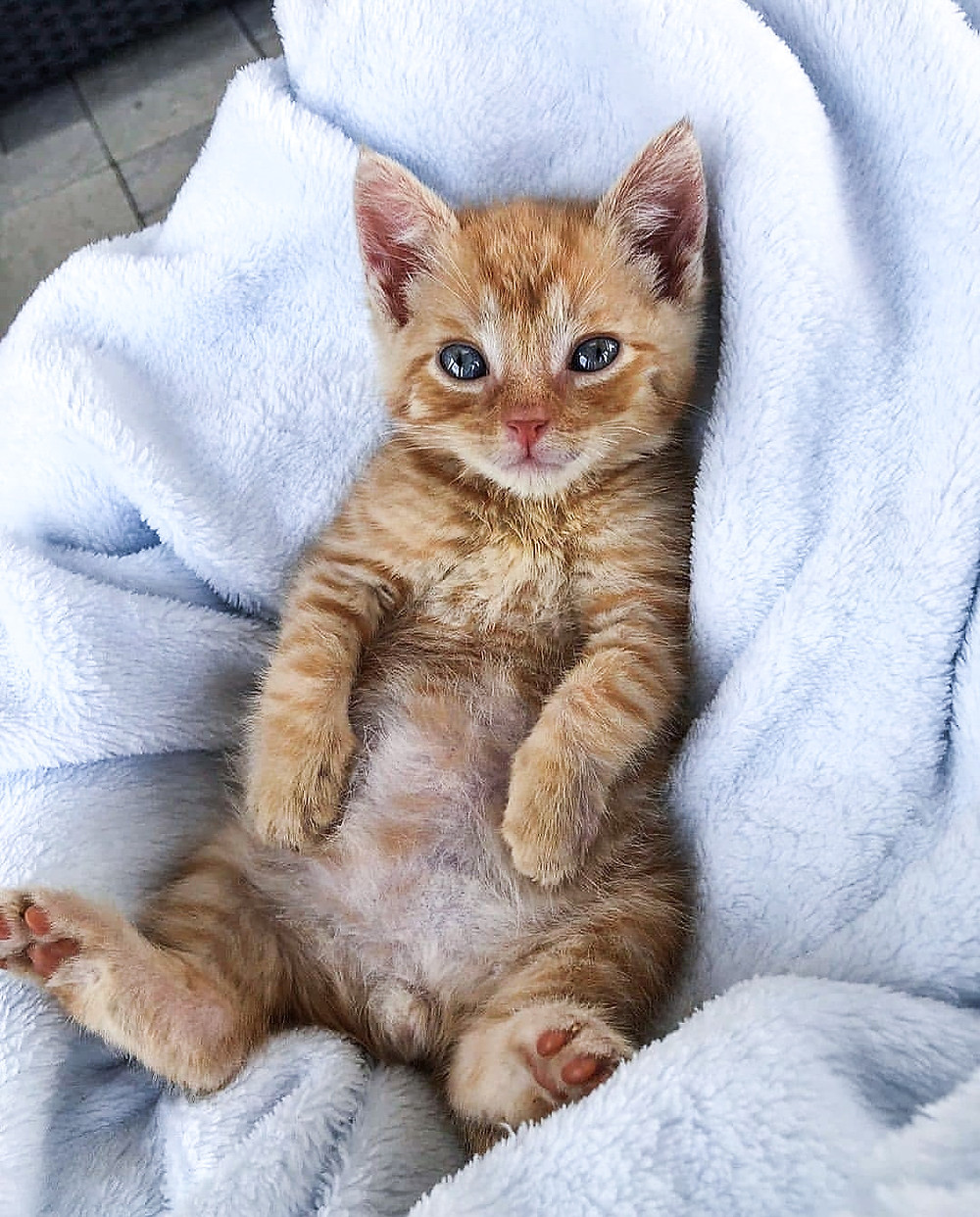 @tinybutmightykittenrescue