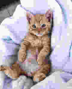 @tinybutmightykittenrescue
