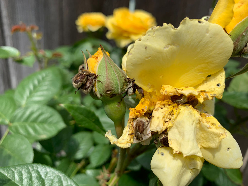 BLOG & UPDATES Morris Nursery