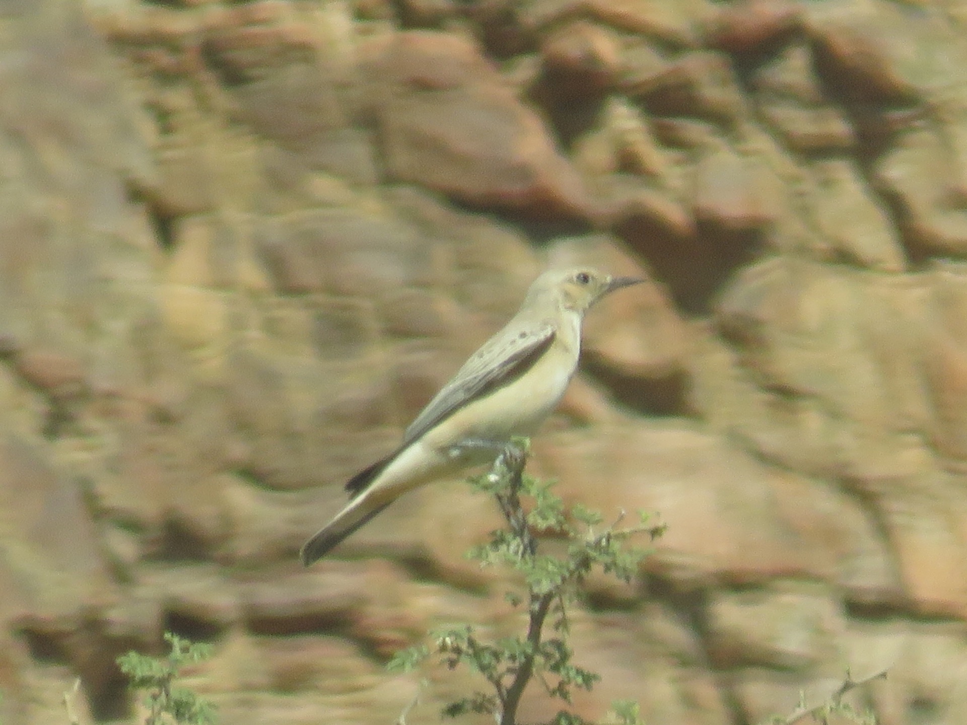 Which bird is this ? content media
