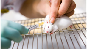 인체장기칩, 실험동물들을 구하는 방법