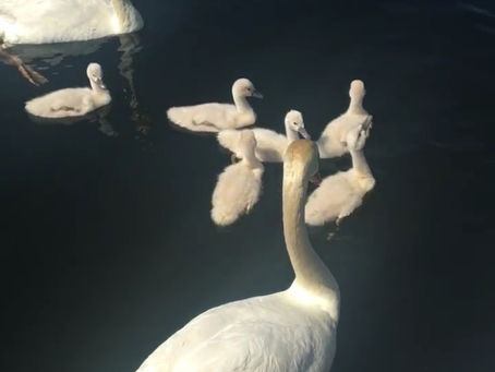 Swan Family