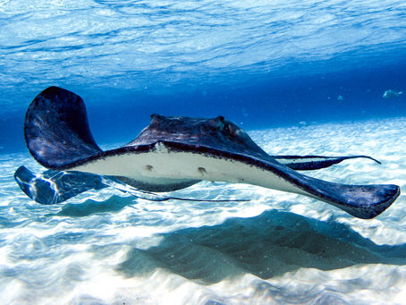Have you gone swimming with the Stingrays?