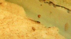 Corydoras teniente fry