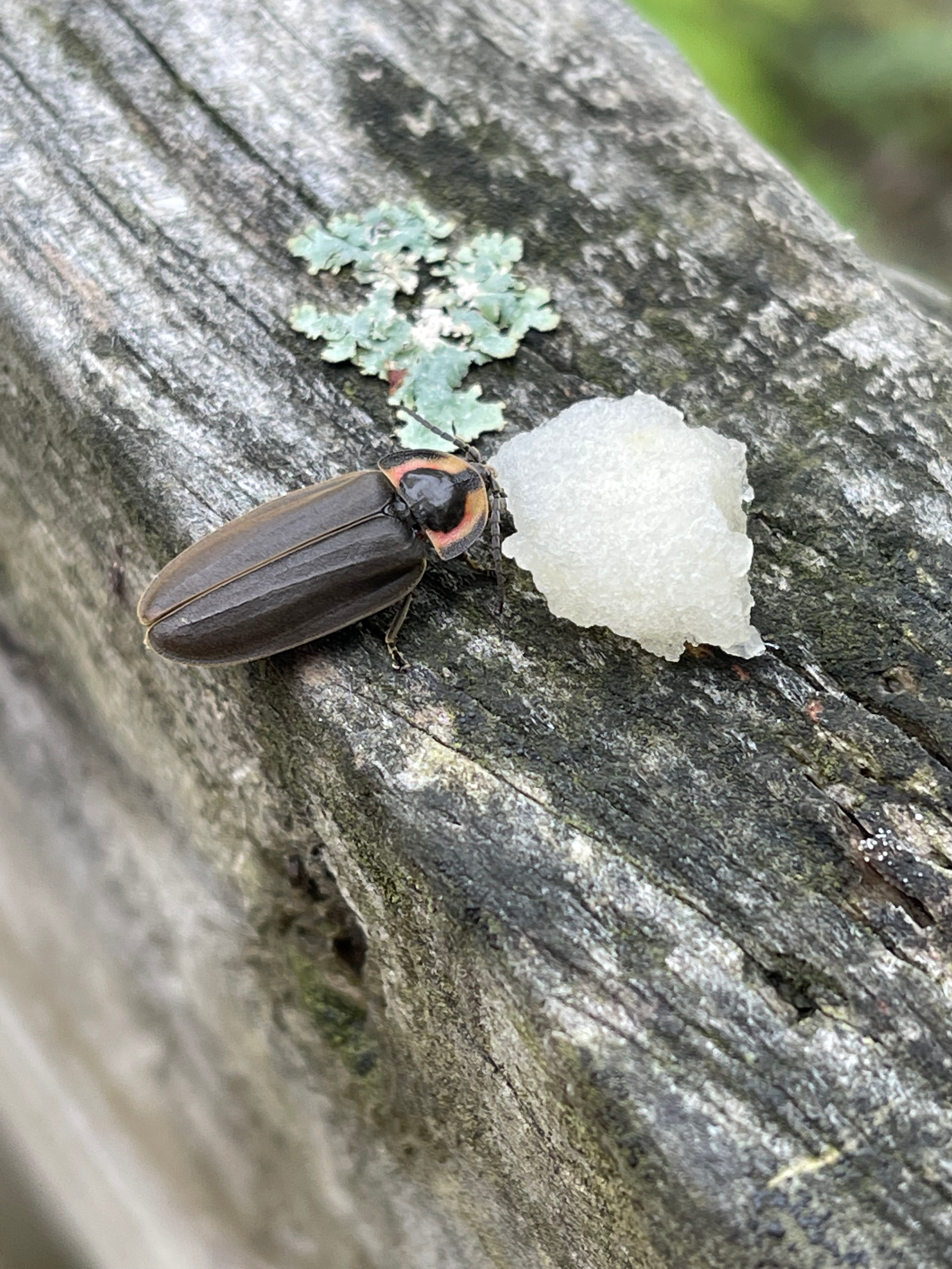 Winter Firefly content media