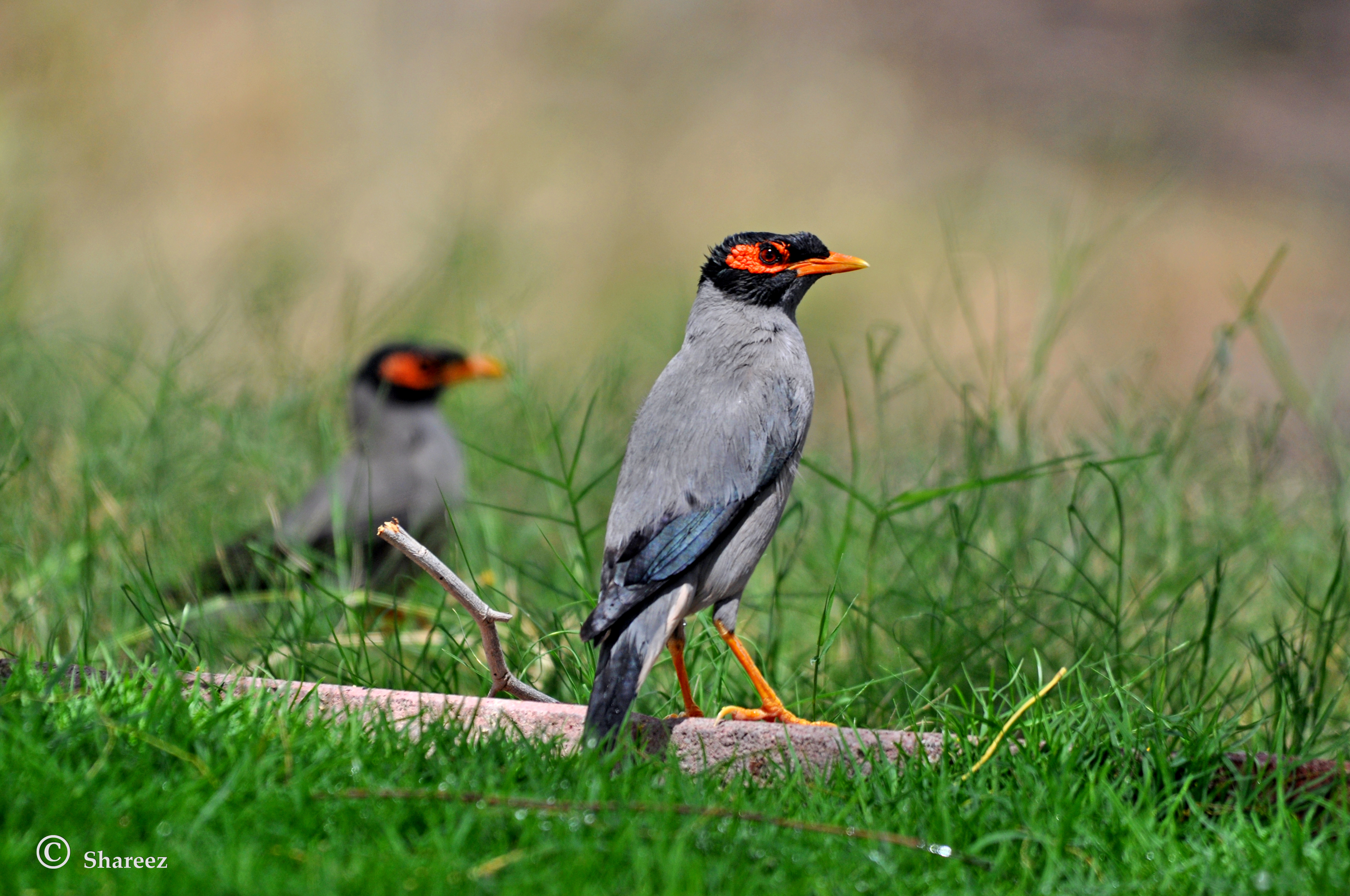 Bank Myna's - Ras Al Khor content media