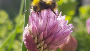 WEBINAR: Catch Jane Stout at Promote Pollinators Event for World Bee Day, May 20, 2020