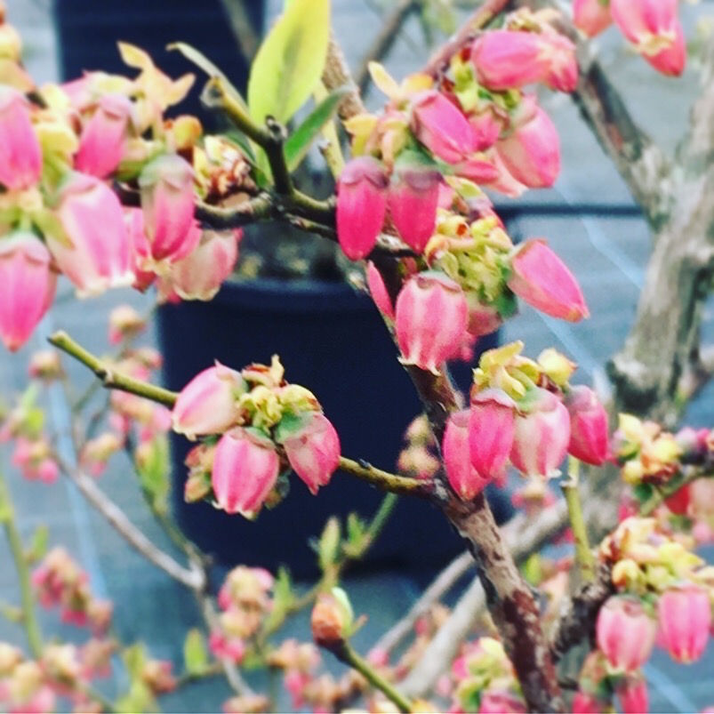 高島ブルーベリファームのブルーベリーの花