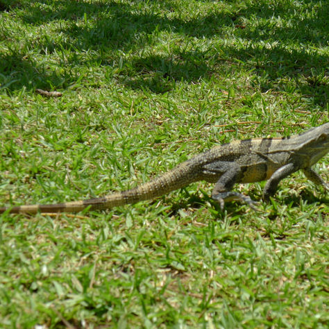 Sweet Costa Rica