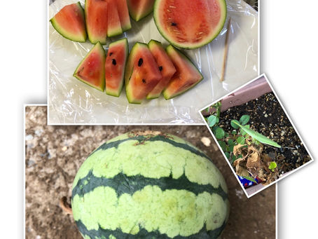 すいか君🍉