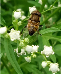 Management of invasive plant species