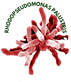 Las bacterias no riegan, pero casi content media