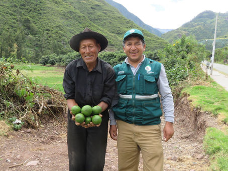 Tailandia puede disfrutar Palta Hass peruana desde 11 de mayo
