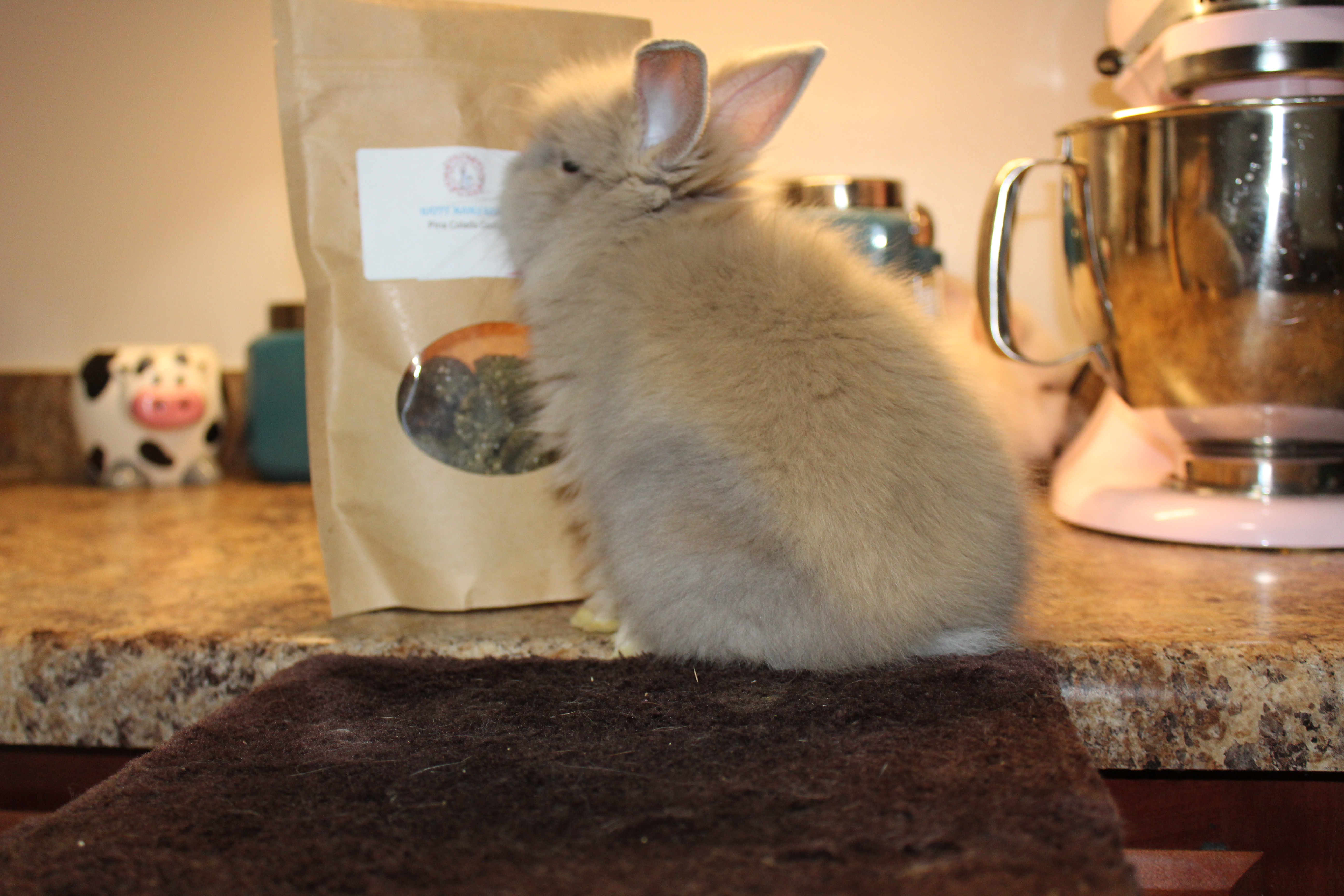 Bunny Proofing Your Home content media