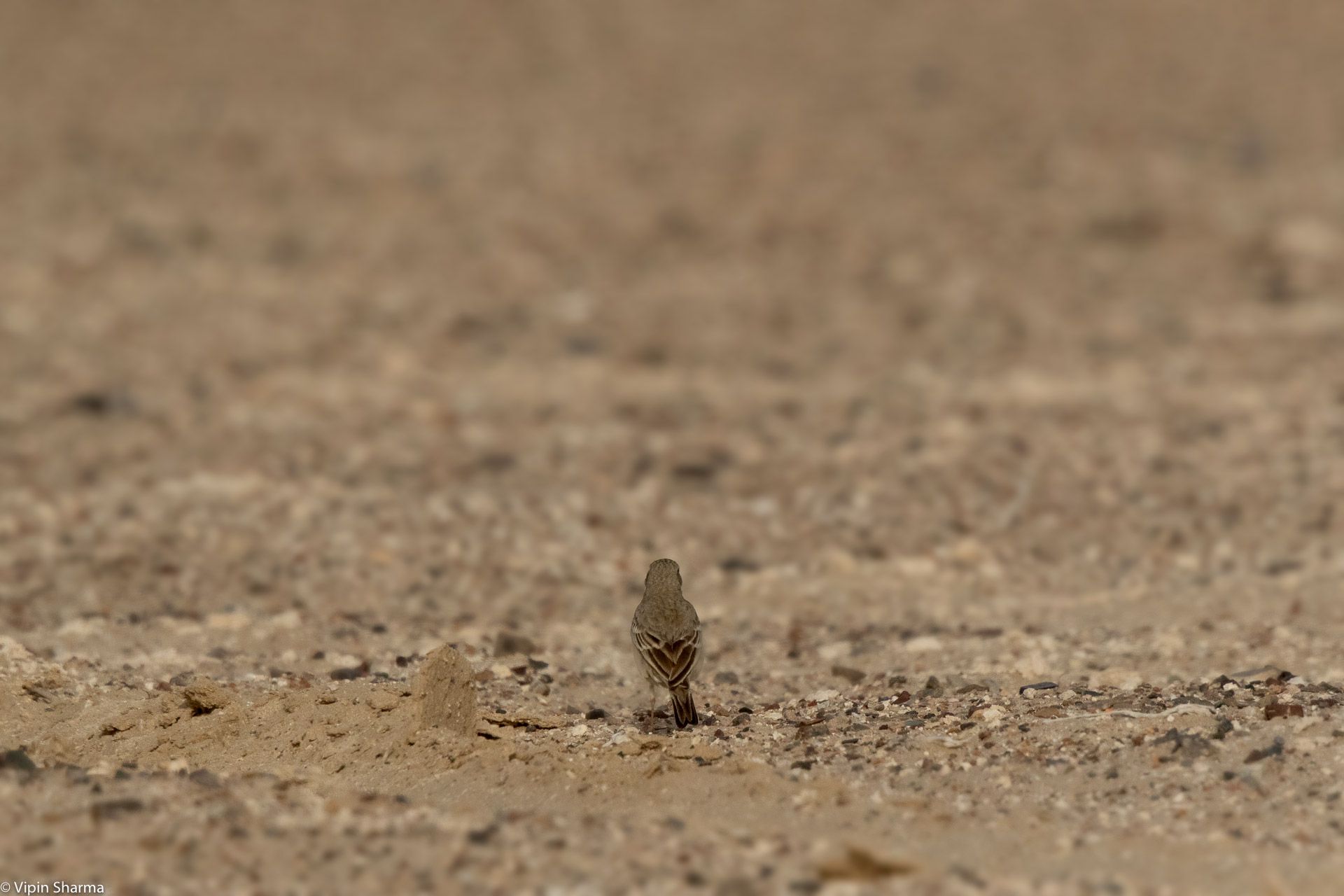 ID please. content media