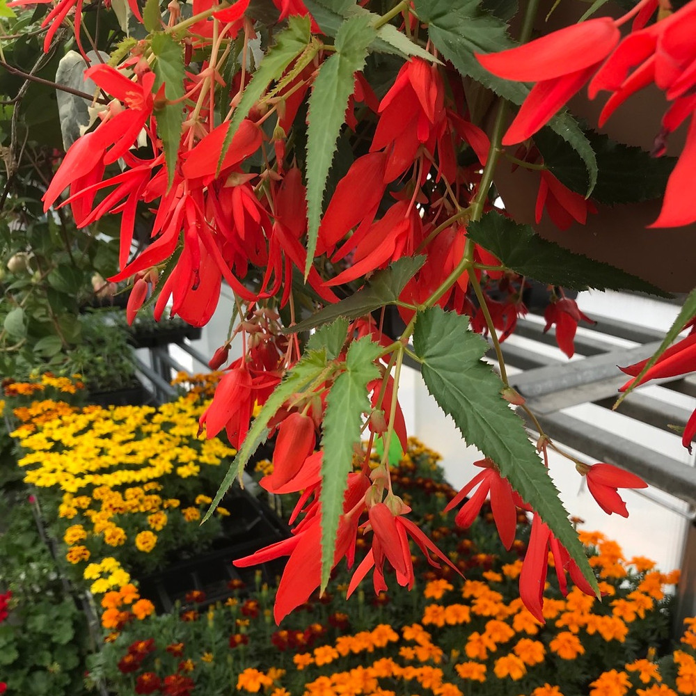 Array of garden center flowers of orange, yellow and red