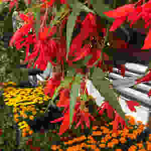 Array of garden center flowers of orange, yellow and red