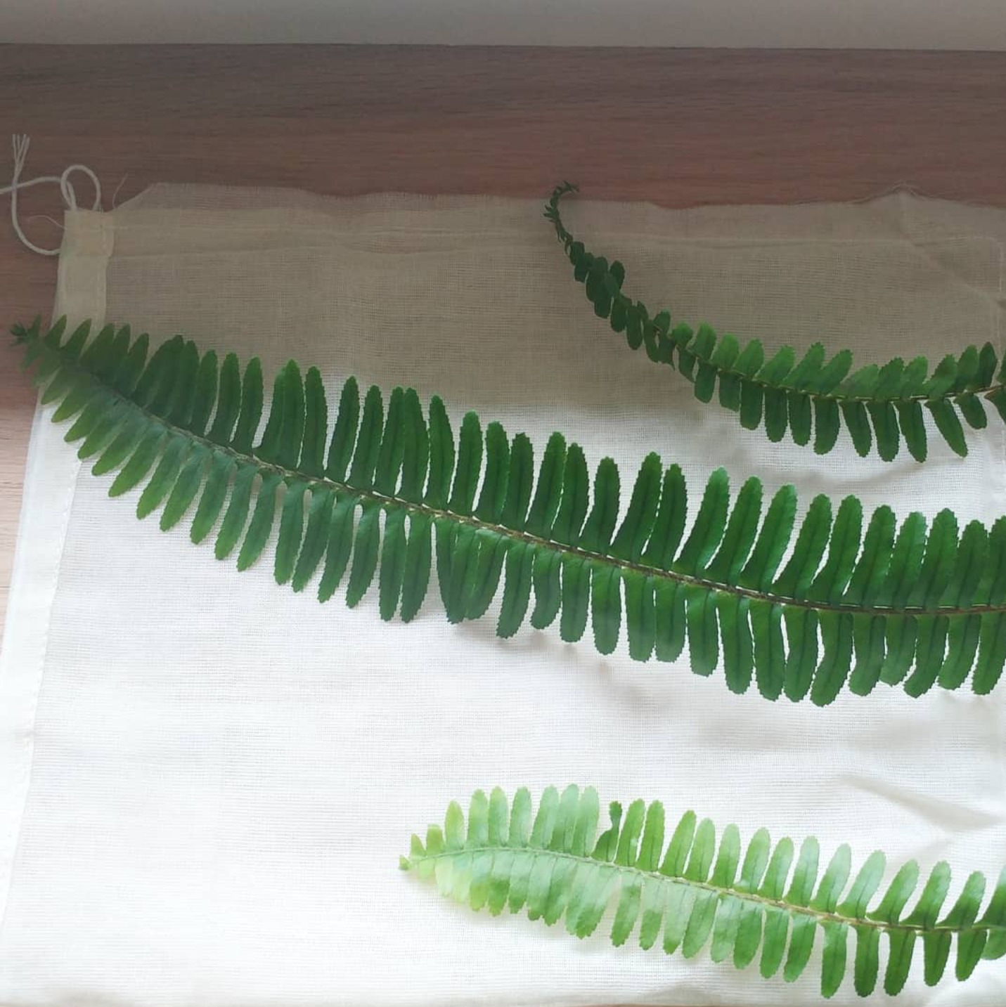 Fern leaves positioned on cotton fabric