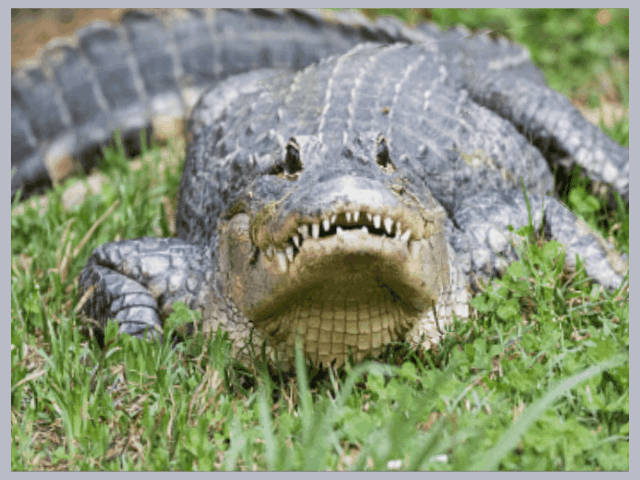 I'm an Alligator! content media