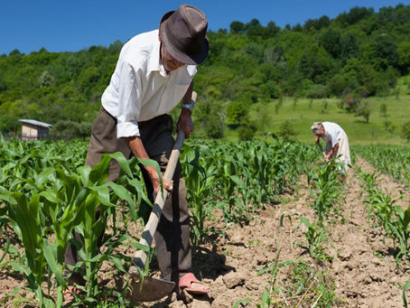 Sector agropecuario creció 7.2% en febrero, pese a presencia de fenómenos climáticos
