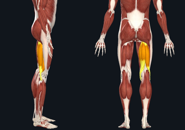 The “hamstrings” are made up of 3 different muscles in the posterior thigh (long head of biceps femoris, semitendinosus, and semimembranosus). They attach from the hip to the knee joints and act to flex the knee and extend the hip. In order to stretch this muscle you want to put it in a lengthened position—flex the hip and extend the knee.