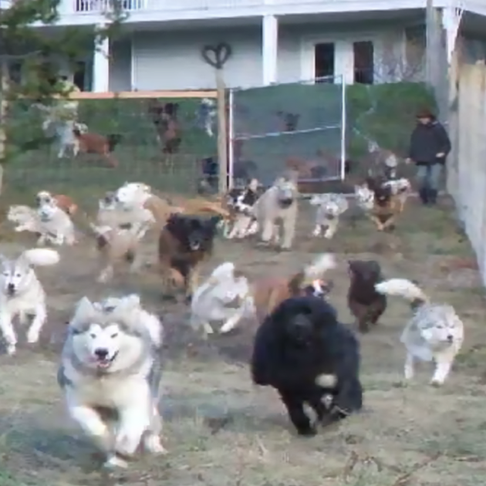 Man Adopts 45 Dogs and Sets Them Free on His 4 Acres of Enclosed Land