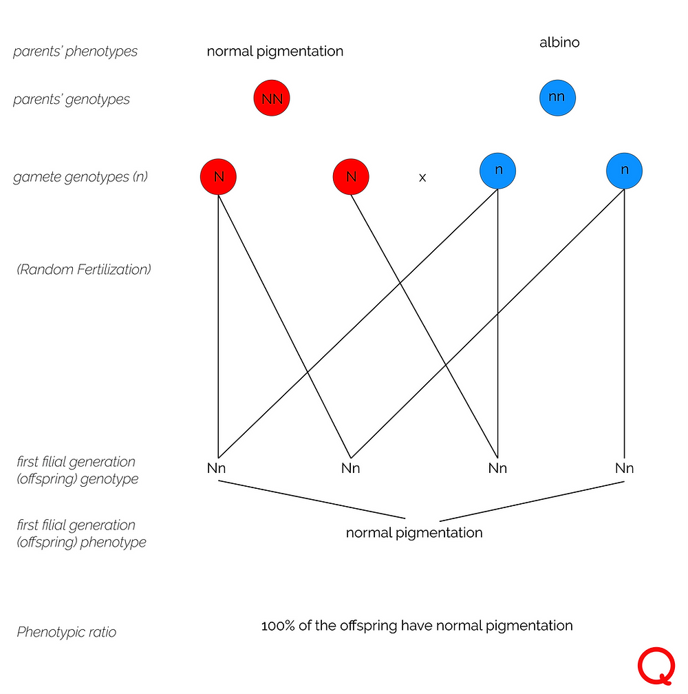 Genetic Diagram- Genotype Parent Cross NN x nn