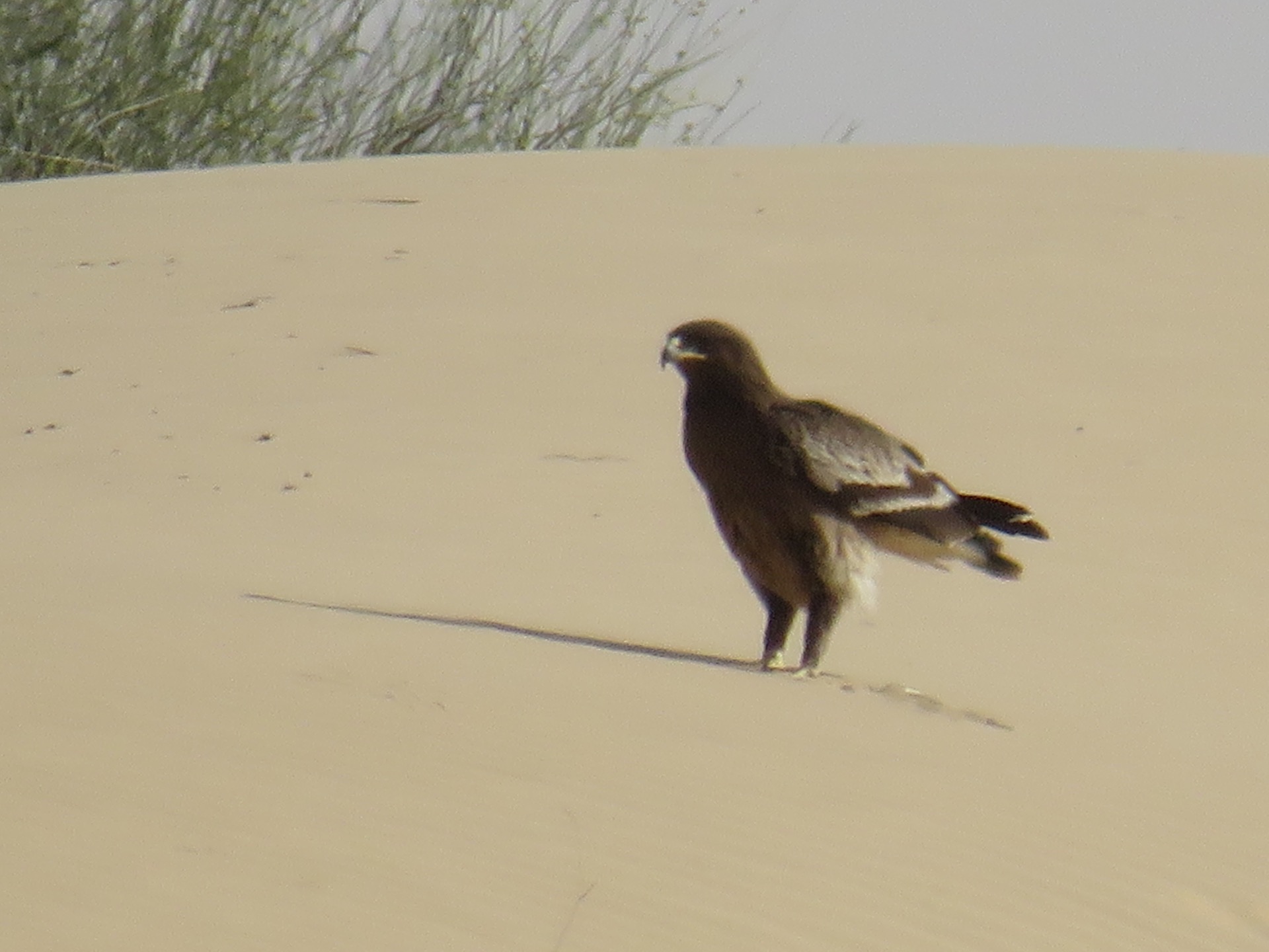 Eagle content media