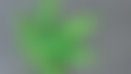 Cannabis May Reduce Deadly COVID-19 Lung Inflammation: Researchers Explain Why