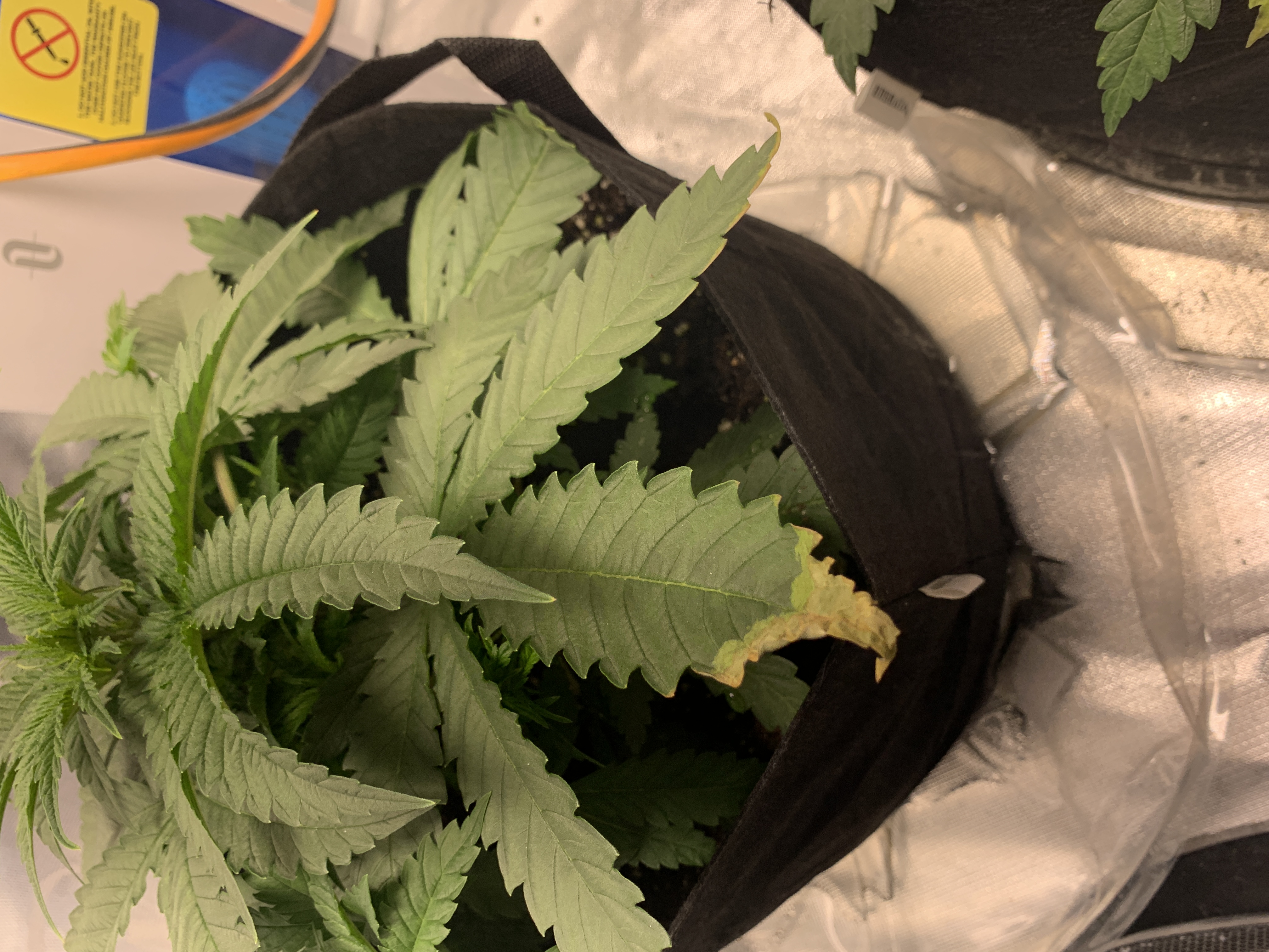 Need Some Help Diagnosing Plant Problem
content media