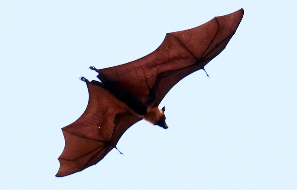 Megabat from Battamgbang, Cambodia