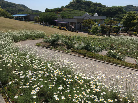 Pyrethrum