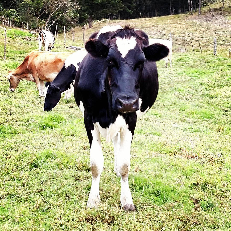 ree