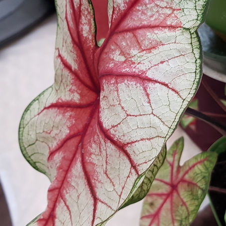 Divine Golden Beings Speaks