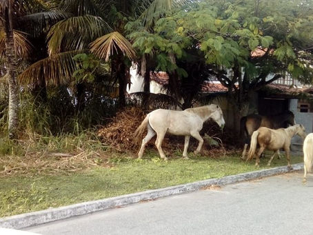 GUARDA CIVIL REALIZA OPERAÇÃO PARA RETIRADA DE CAVALOS EM AVENIDA DE SAQUAREMA